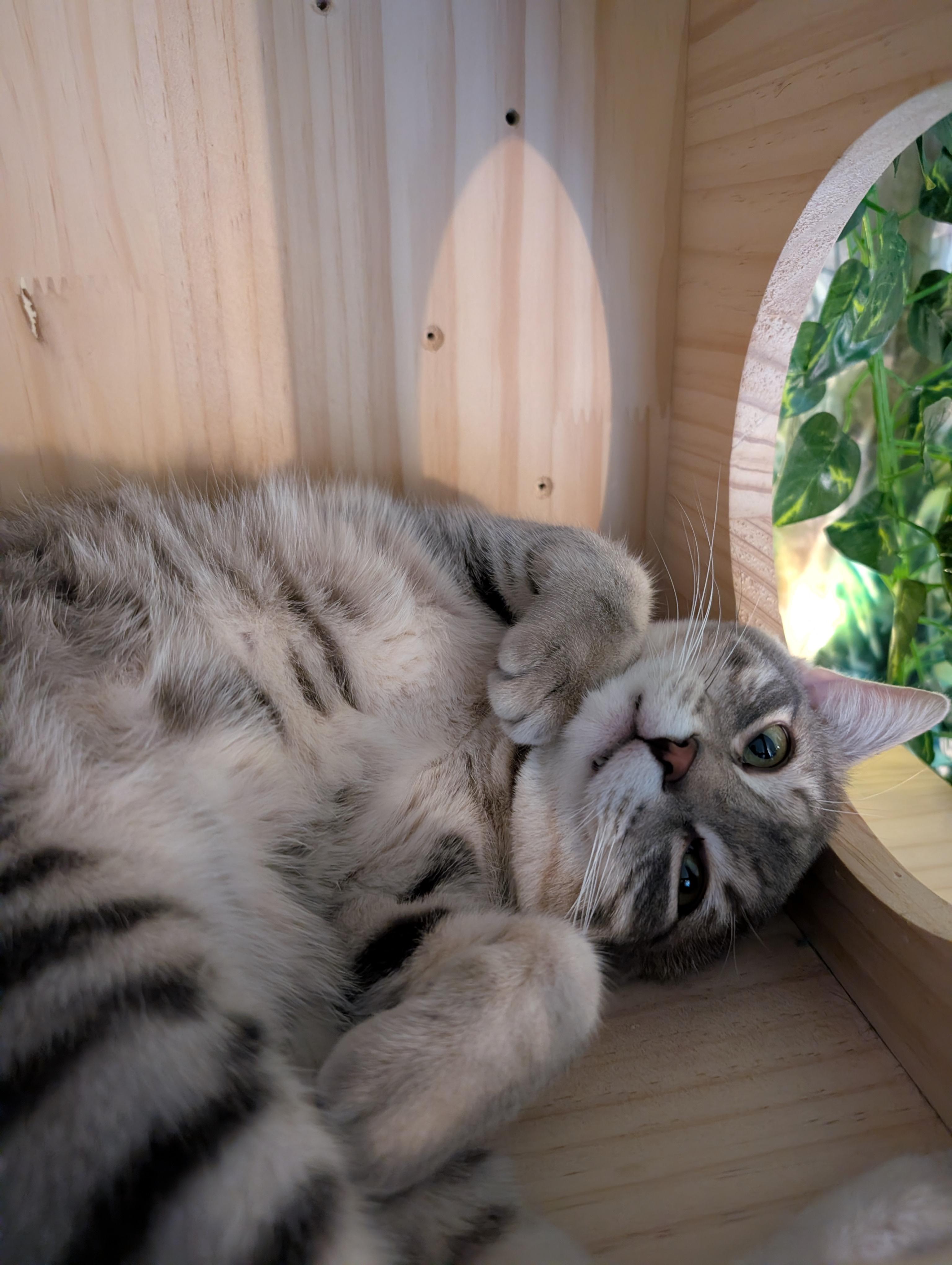 Fishlegs, adopted, Kitten Male Domestic Short Hair.