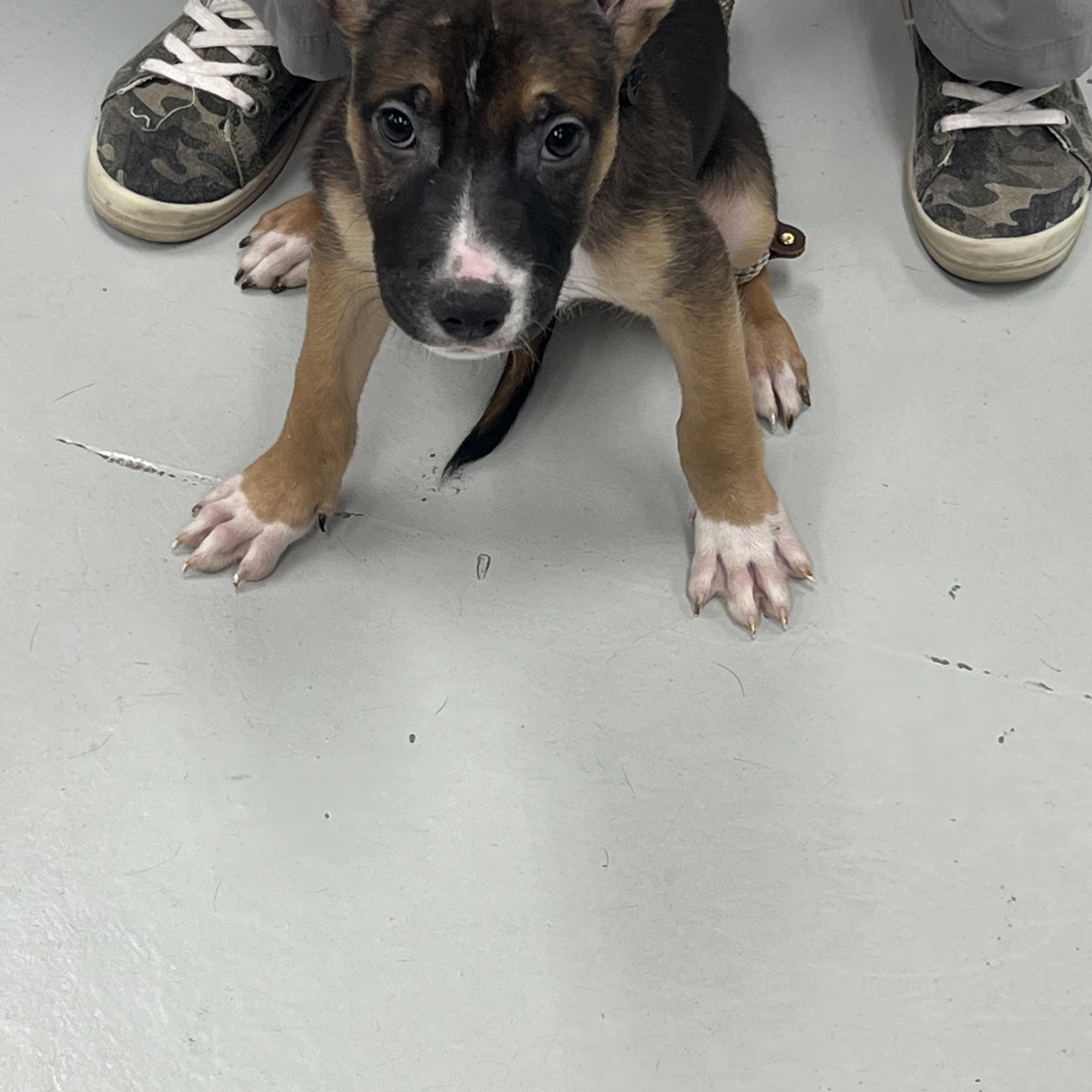 Enlarge Gerry, a ADOPTABLE mixed breed in Davisburg, MI image 3/3