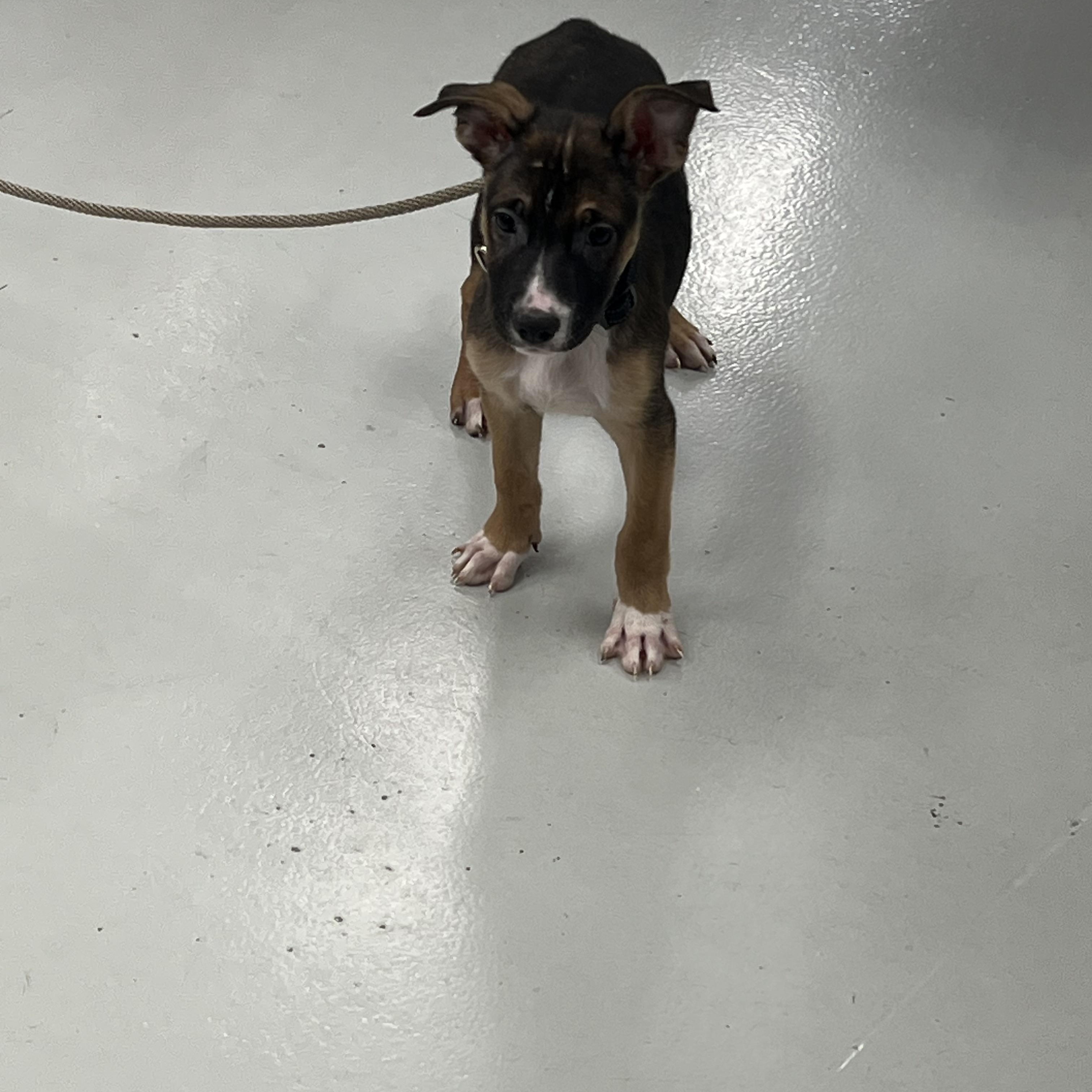 Gerry, ADOPTABLE, Puppy Male German Shepherd Dog.