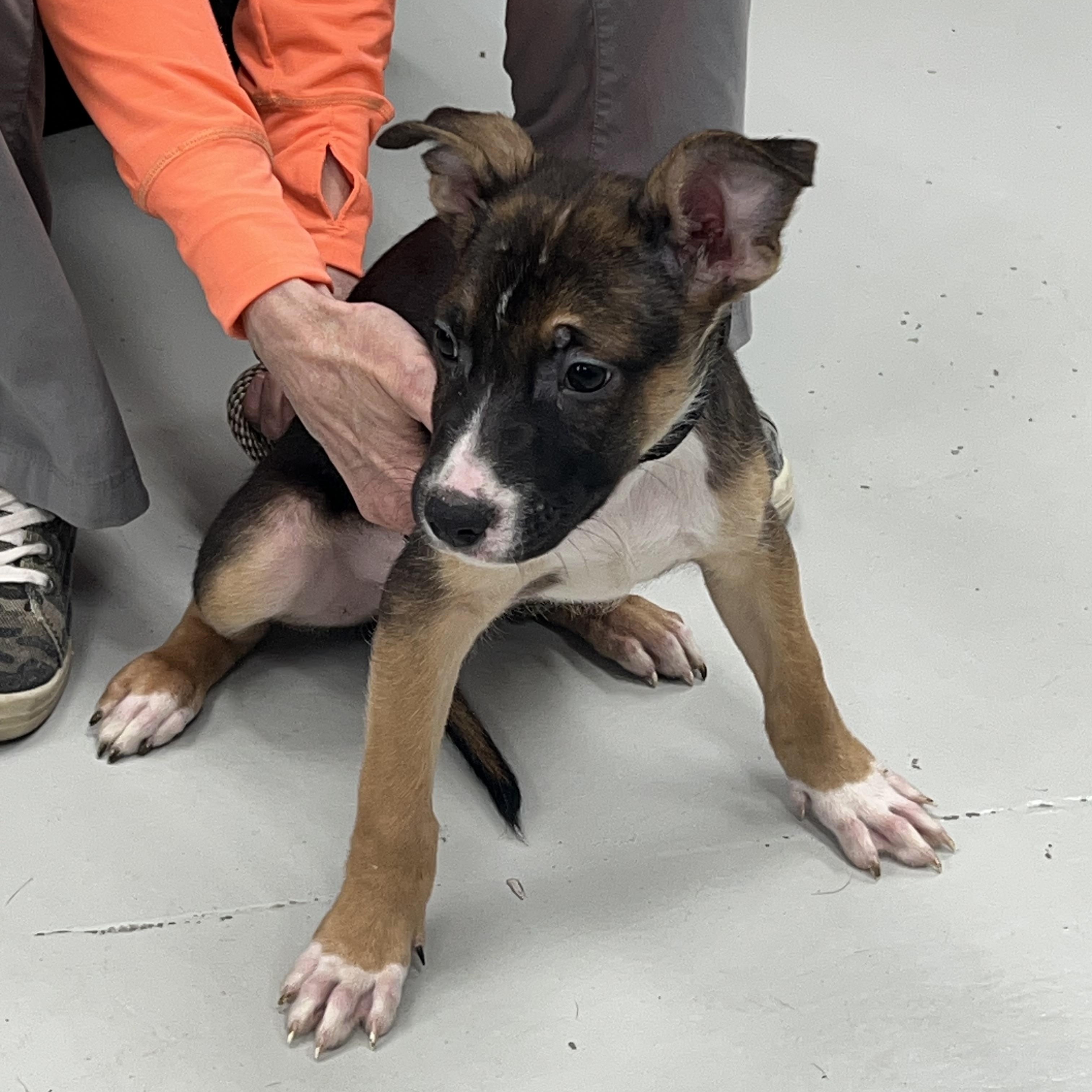 Enlarge Gerry, a ADOPTABLE mixed breed in Davisburg, MI image 2/3