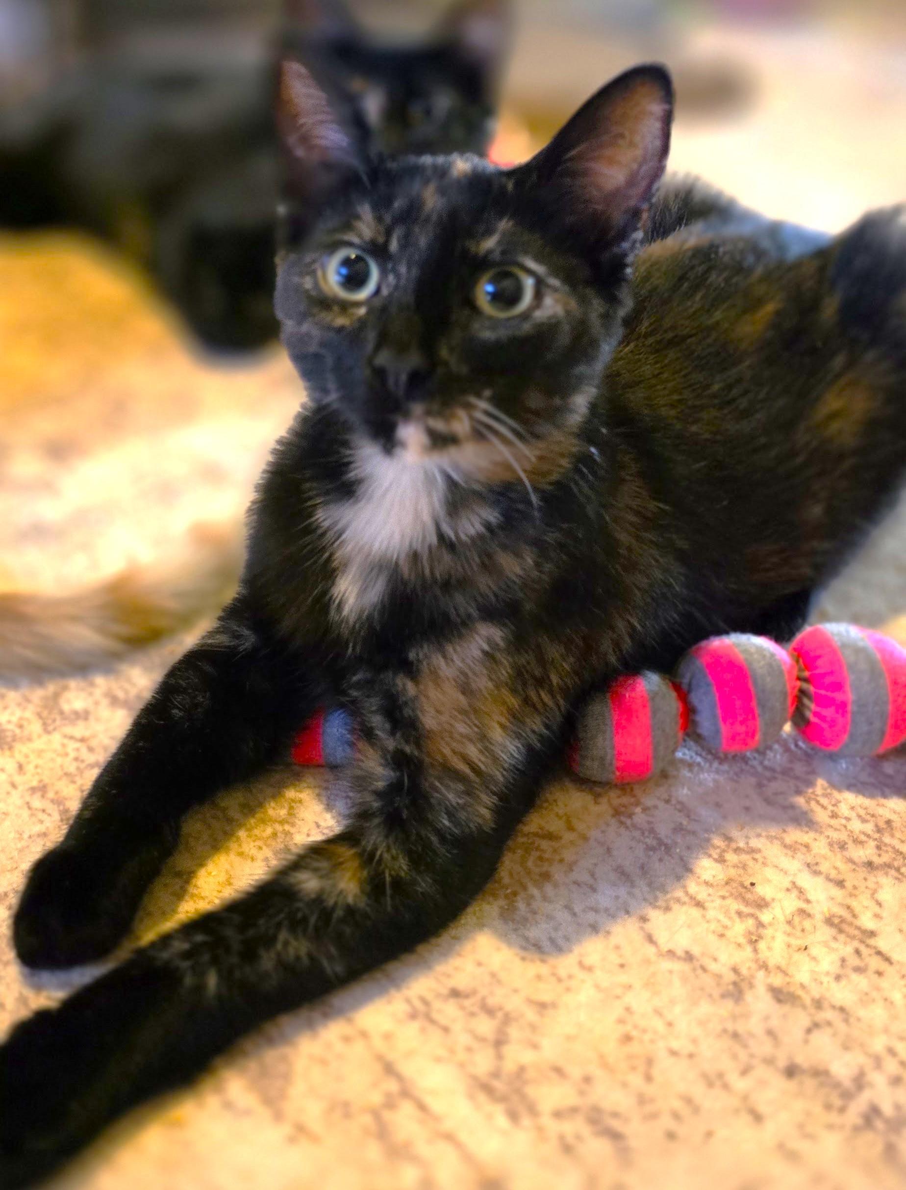Daphne, ADOPTABLE, Kitten Female Tortoiseshell.