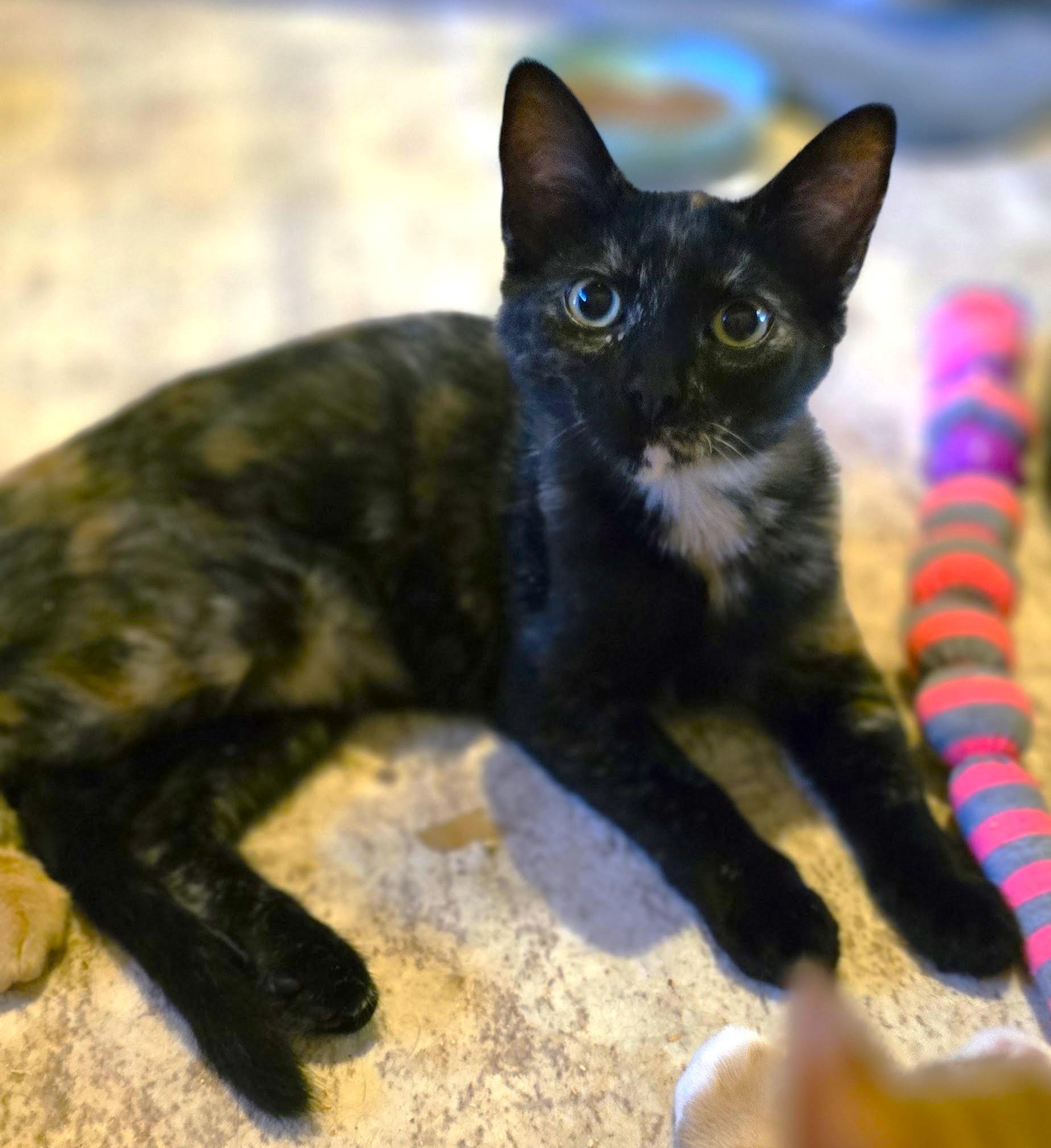 Enlarge Daphne, a ADOPTABLE Tortoiseshell in San Diego, CA image 2/2