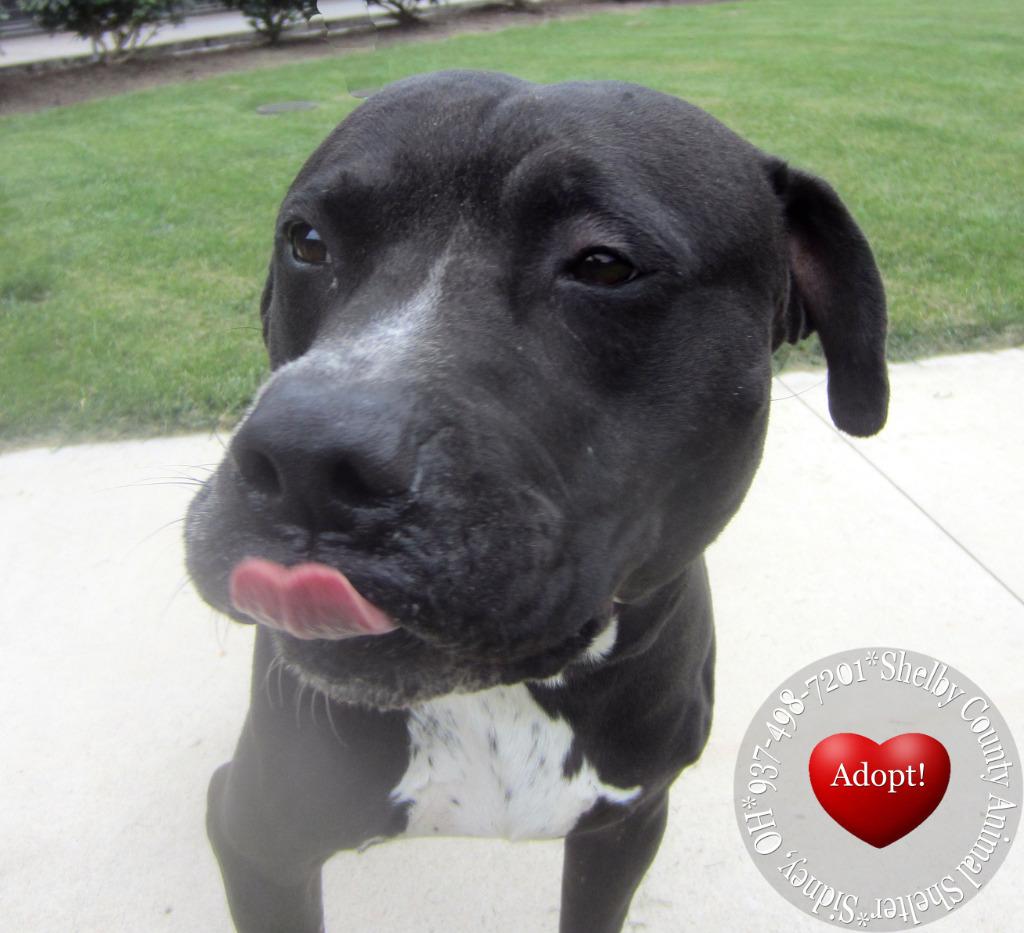 Enlarge Keanu Yrly 409, a Adoptable Pit Bull Terrier in Sidney, OH image 1/5