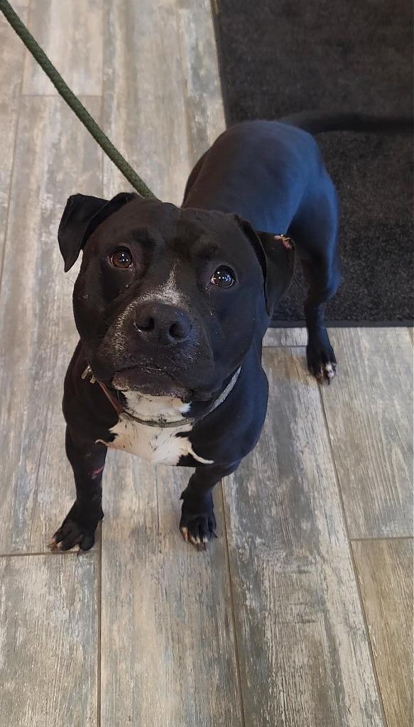 Enlarge Keanu Yrly 409, a Adoptable Pit Bull Terrier in Sidney, OH image 2/5