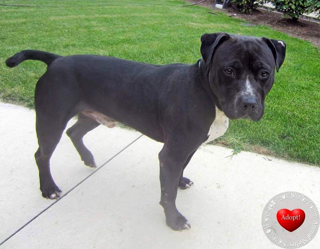 Enlarge Keanu Yrly 409, a Adoptable Pit Bull Terrier in Sidney, OH image 3/5