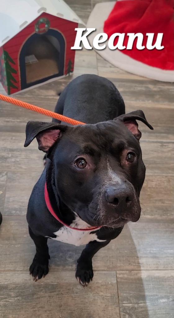 Enlarge Keanu Yrly 409, a Adoptable Pit Bull Terrier in Sidney, OH image 4/5