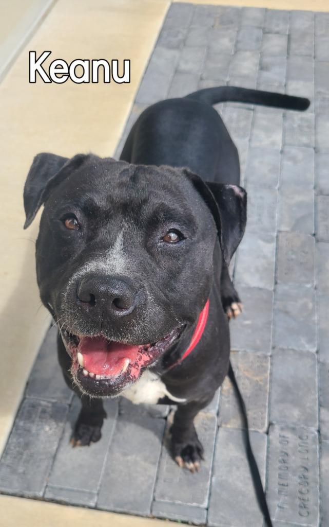 Enlarge Keanu Yrly 409, a Adoptable Pit Bull Terrier in Sidney, OH image 5/5