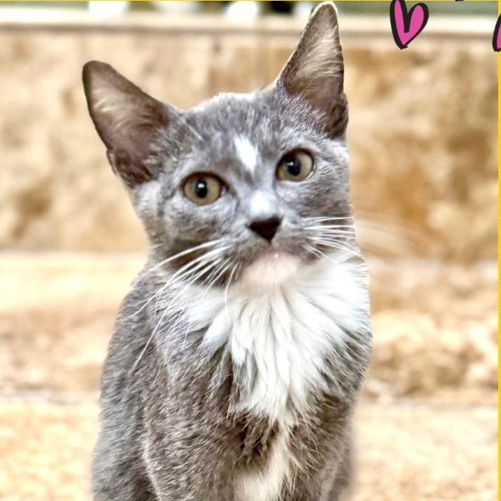 Enlarge Sarah, a Adoptable Domestic Short Hair in Los Angeles, CA image 1/1