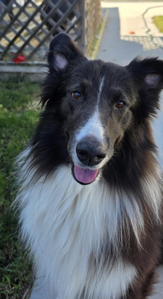 Enlarge 1210 Toby, a Adoptable Australian Shepherd in Ringwood, IL image 1/6