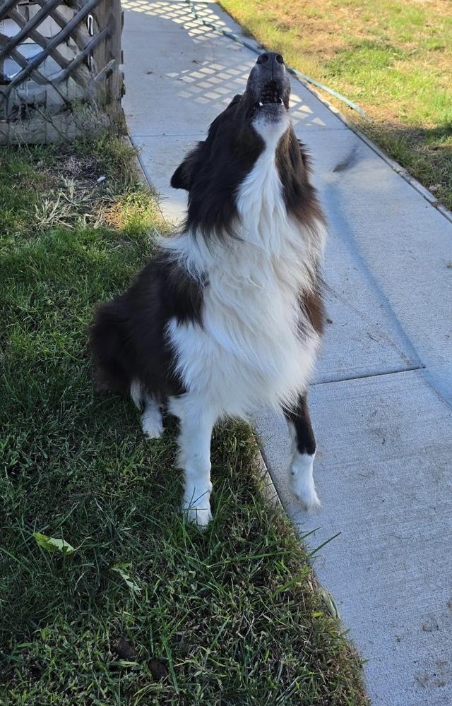 Enlarge 1210 Toby, a Adoptable Australian Shepherd in Ringwood, IL image 2/6