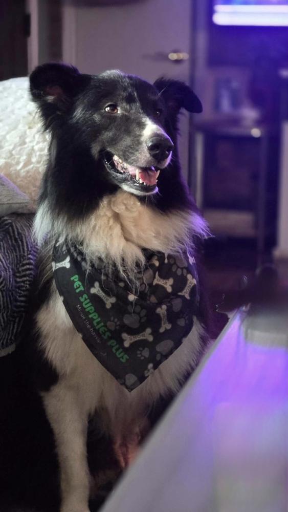 1210 Toby, Adoptable, Adult Male Australian Shepherd.