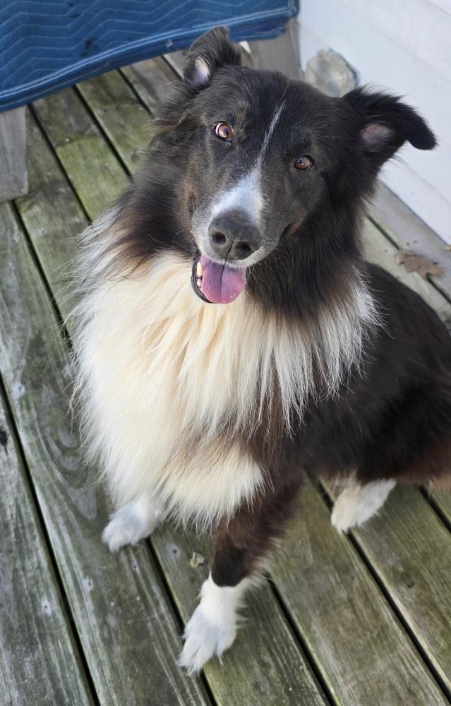 Enlarge 1210 Toby, a Adoptable Australian Shepherd in Ringwood, IL image 3/6
