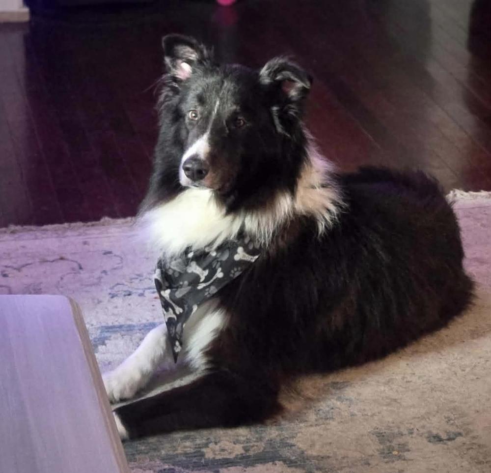 Enlarge 1210 Toby, a Adoptable Australian Shepherd in Ringwood, IL image 2/2