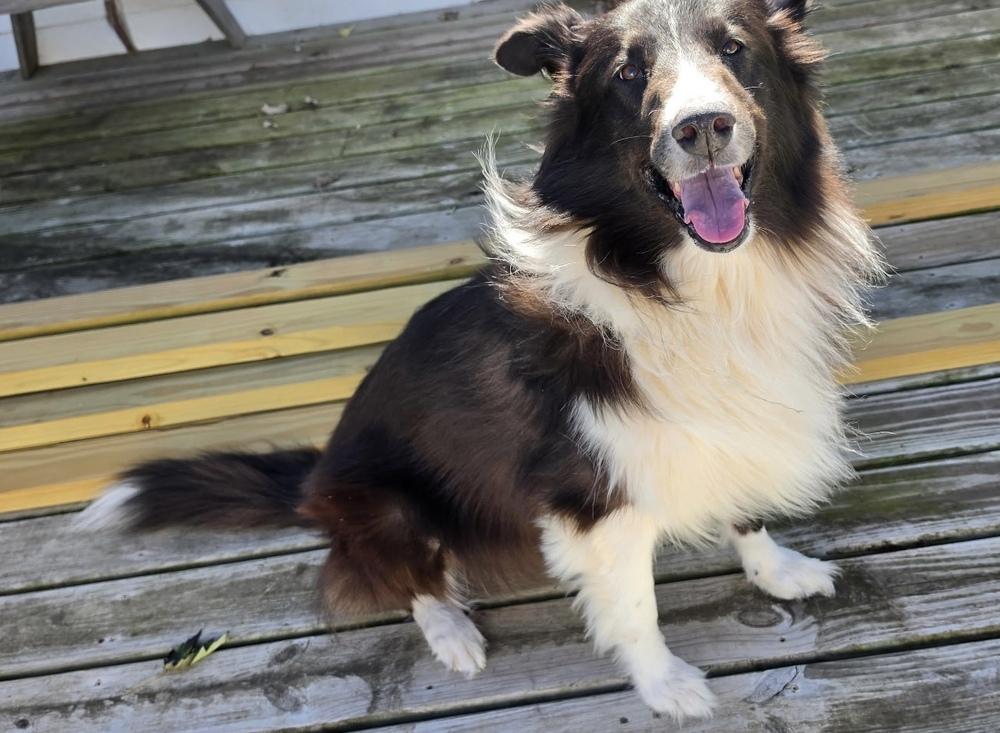 Enlarge 1210 Toby, a Adoptable Australian Shepherd in Ringwood, IL image 4/6