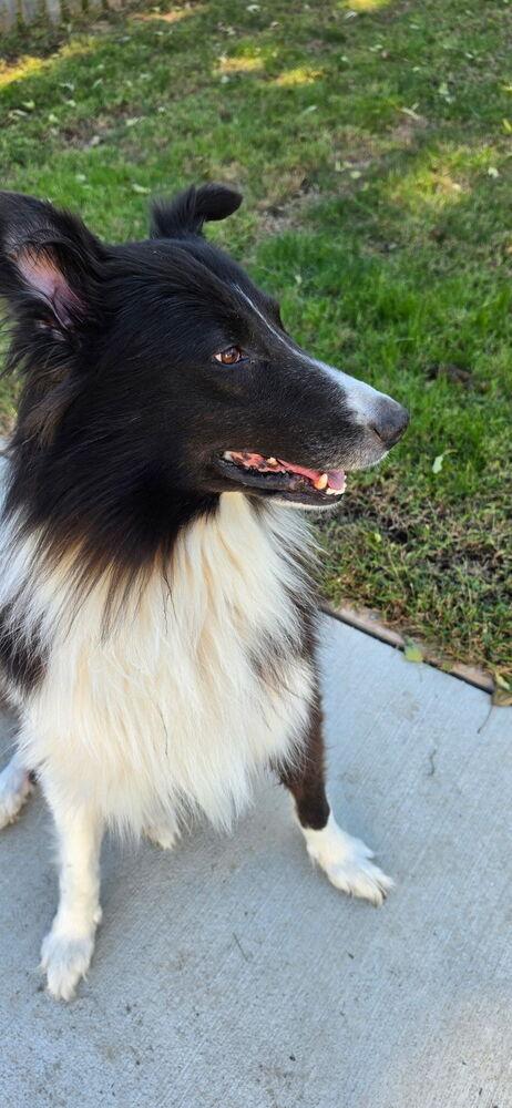 Enlarge 1210 Toby, a Adoptable Australian Shepherd in Ringwood, IL image 5/6