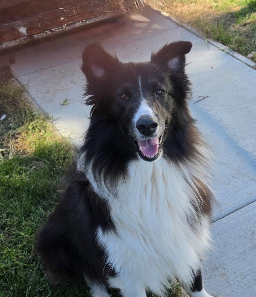 Enlarge 1210 Toby, a Adoptable Australian Shepherd in Ringwood, IL image 6/6