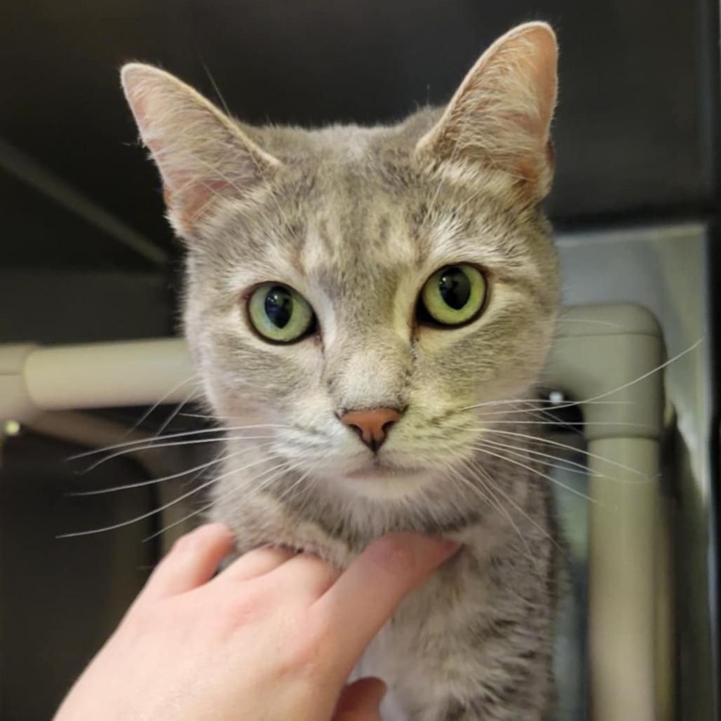 Enlarge Lime Margarita, a Adoptable Domestic Short Hair in Columbia, MO image 1/5