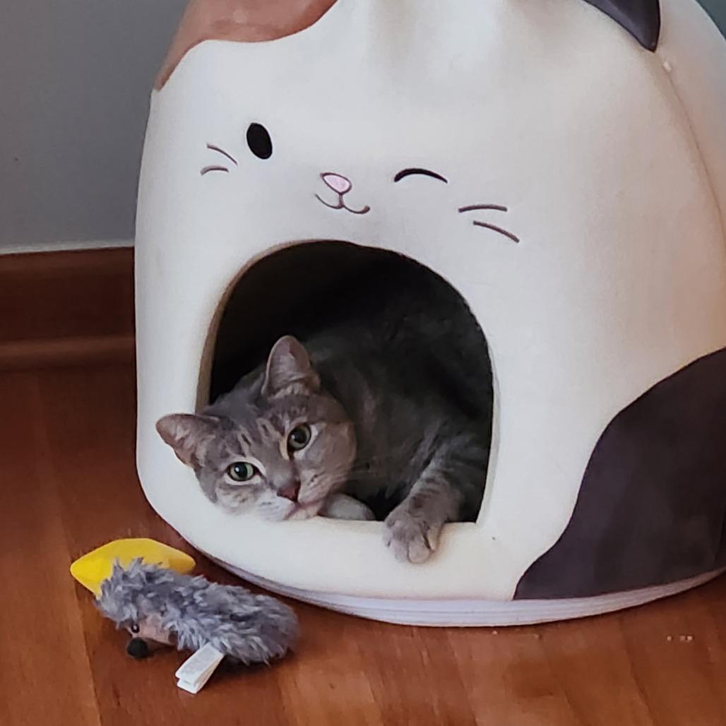 Enlarge Lime Margarita, a Adoptable Domestic Short Hair in Columbia, MO image 2/5