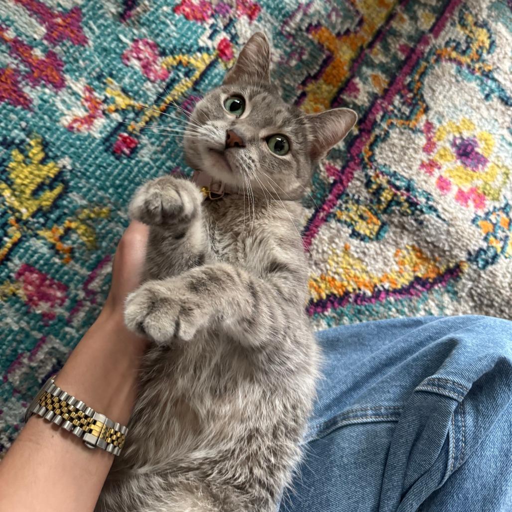 Enlarge Lime Margarita, a Adoptable Domestic Short Hair in Columbia, MO image 3/5