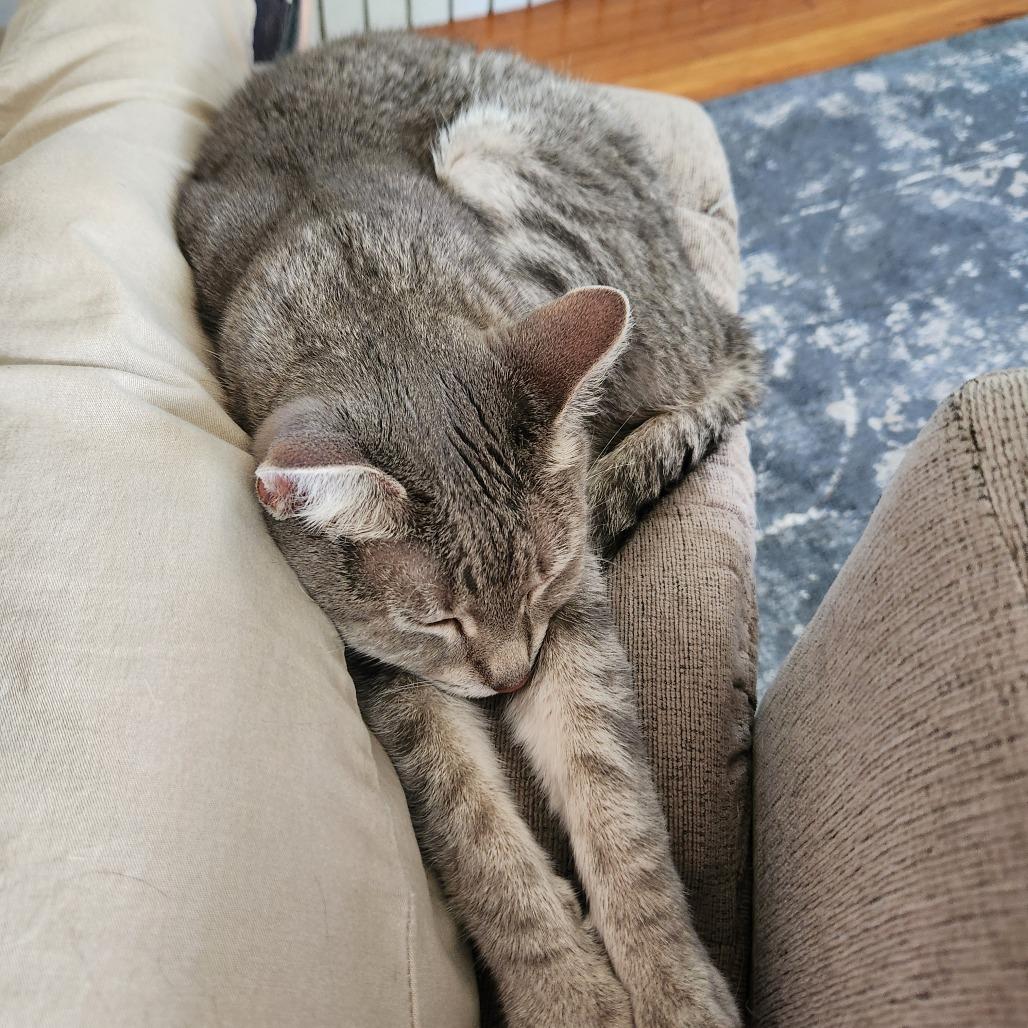 Enlarge Lime Margarita, a Adoptable Domestic Short Hair in Columbia, MO image 5/5