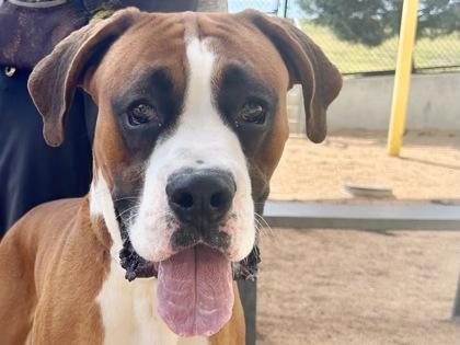 Tyson