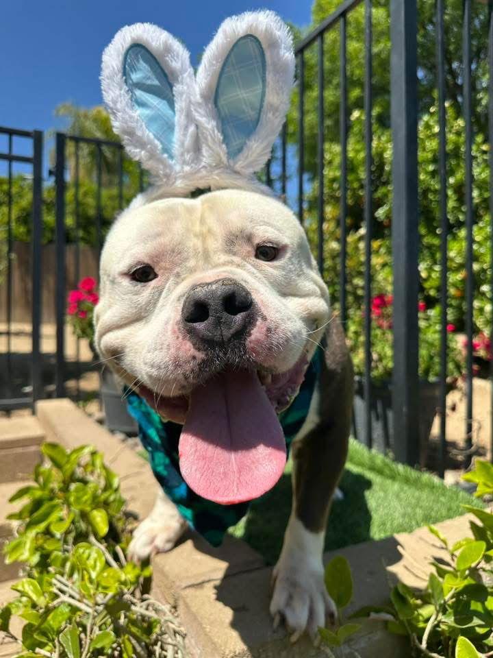 Humvee, Adoptable, Adult Male American Staffordshire Terrier & American Bulldog.