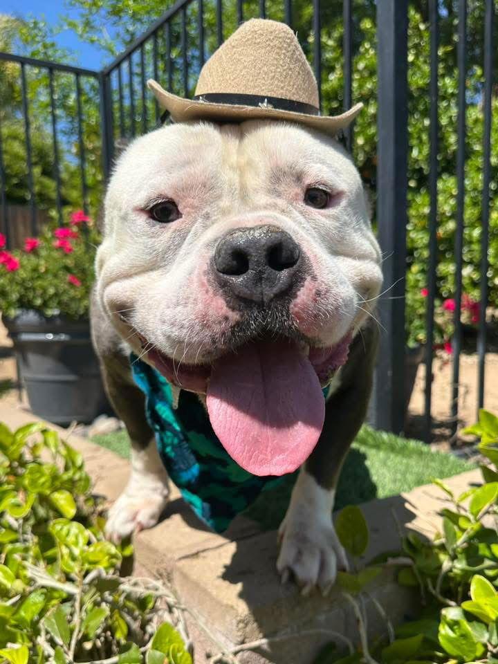 Humvee, a Adoptable mixed breed in Redlands, CA image 2/3