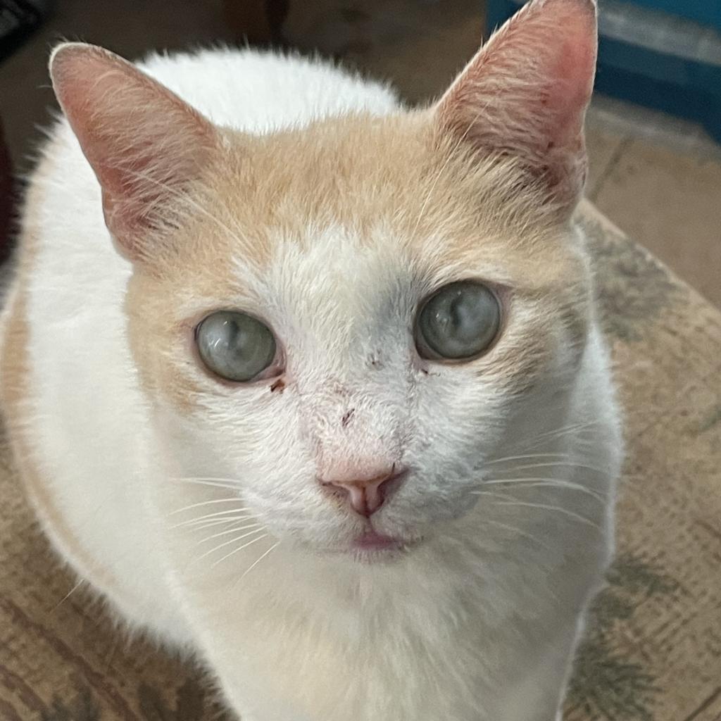 Sherlock, Adoptable, Senior Male Domestic Short Hair.
