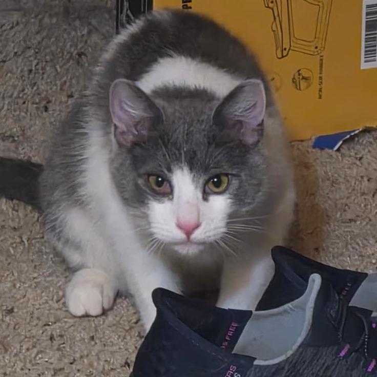 Furball, Adoptable, Kitten Female Domestic Short Hair.