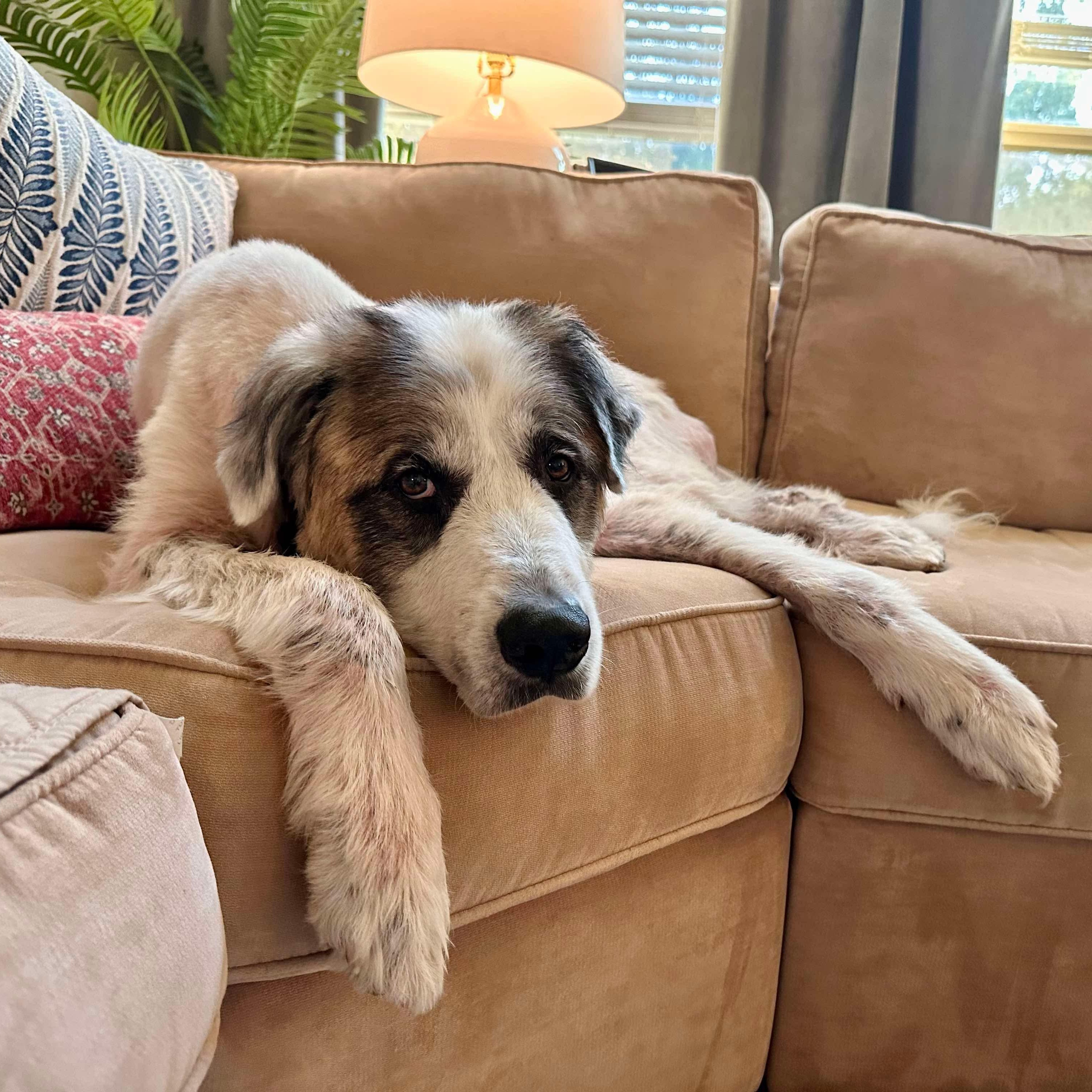 Toby, Senior Male unknown