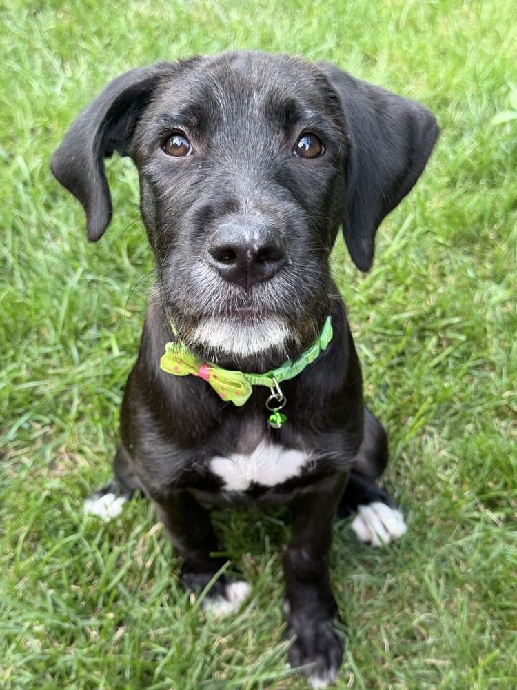 Jam, Adoptable, Puppy Female Labrador Retriever.