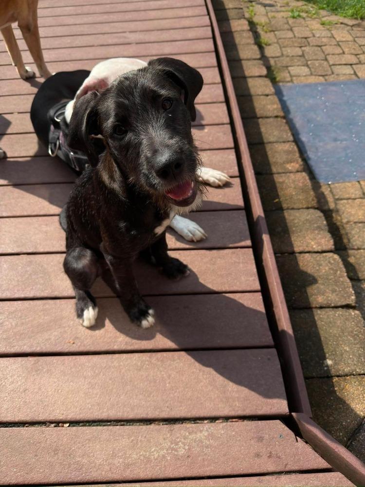 Jam, a Adoptable mixed breed in New Albany, OH image 2/3