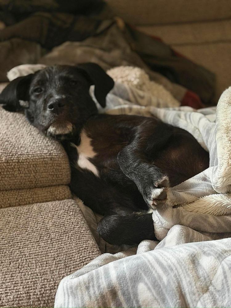 Jam, a Adoptable mixed breed in New Albany, OH image 3/3