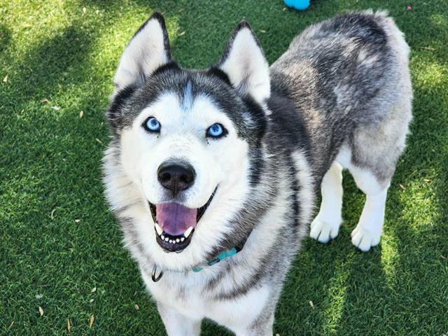 ORION, Adoptable, Adult Male Siberian Husky.
