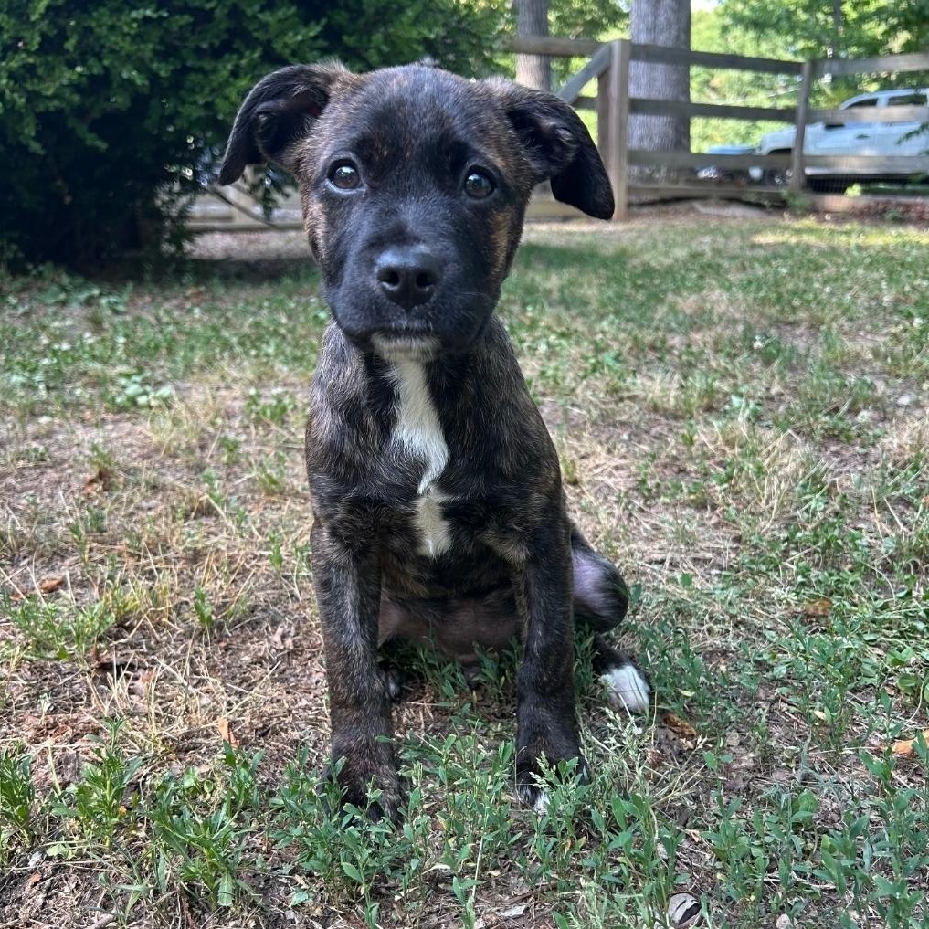 Maude, a ADOPTABLE mixed breed in Colonial Heights, VA image 1/2