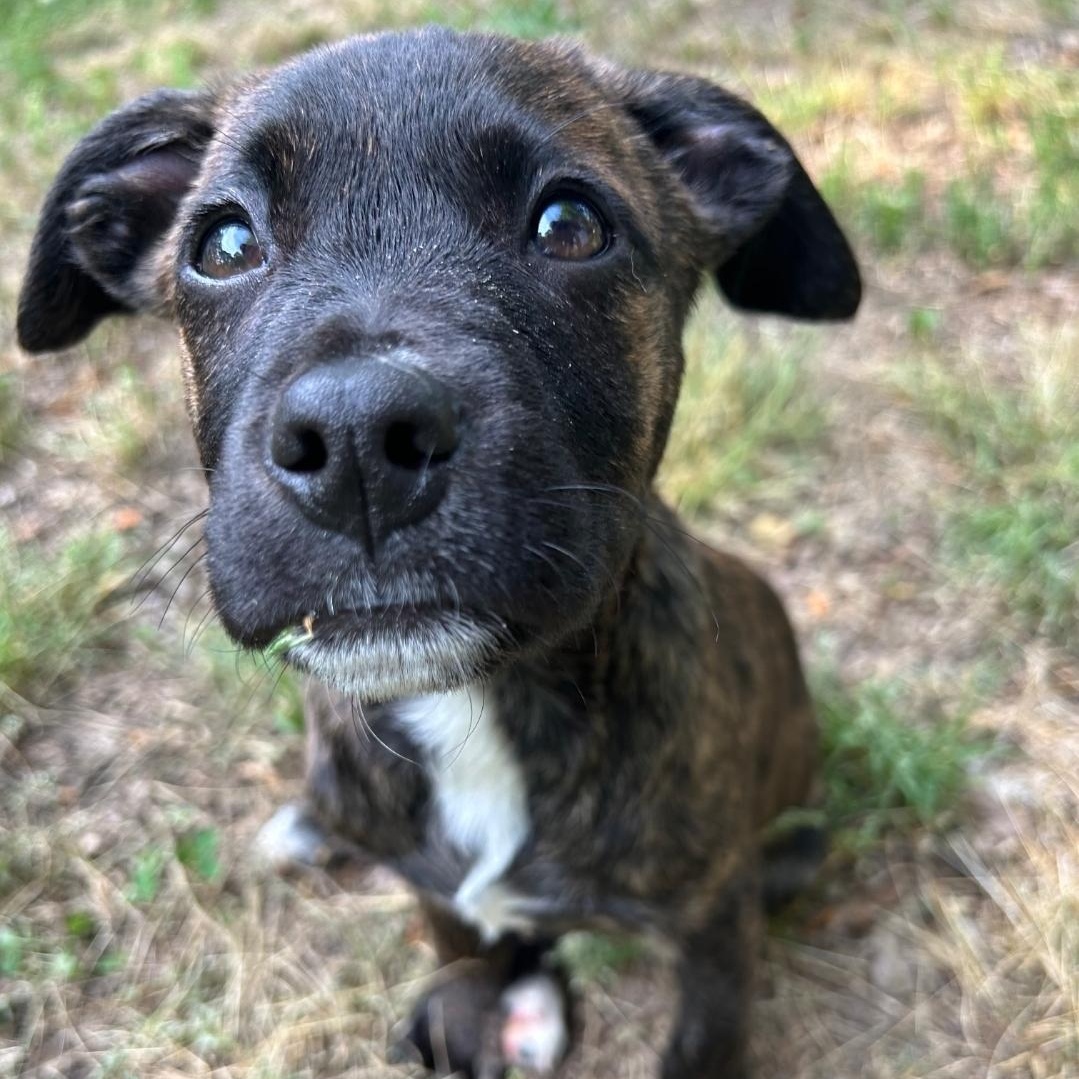 Maude, a ADOPTABLE mixed breed in Colonial Heights, VA image 2/2