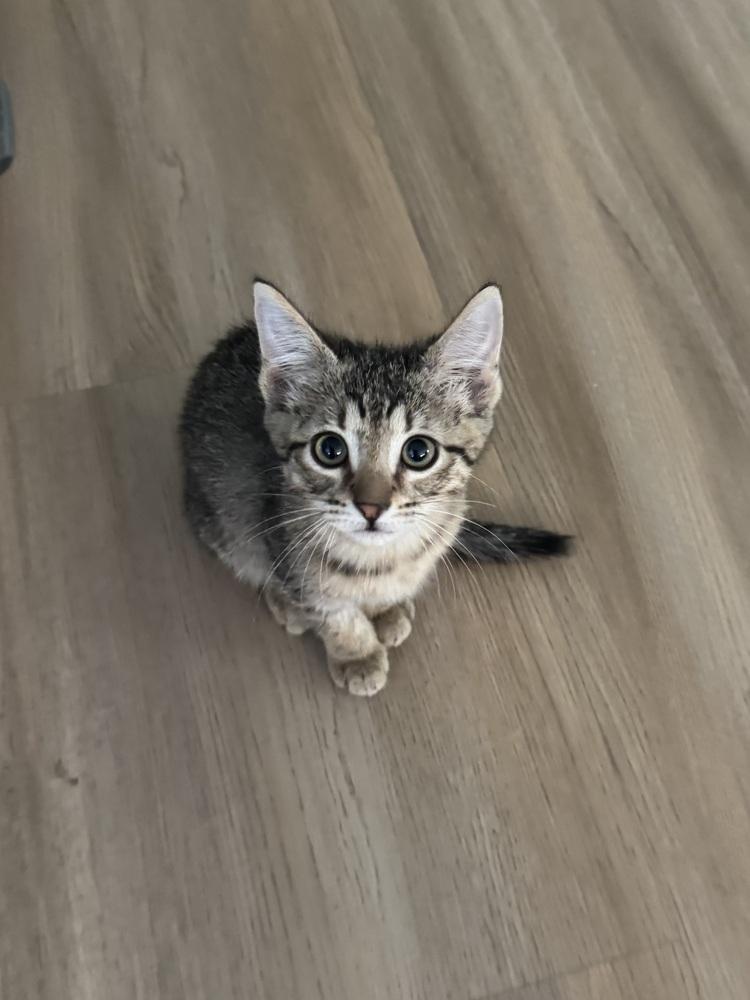 Coca Cola, Adoptable, Kitten Female Tabby & Abyssinian.