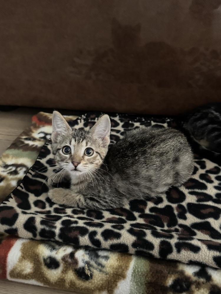Enlarge Coca Cola, a Adoptable mixed breed in Austin, TX image 4/6