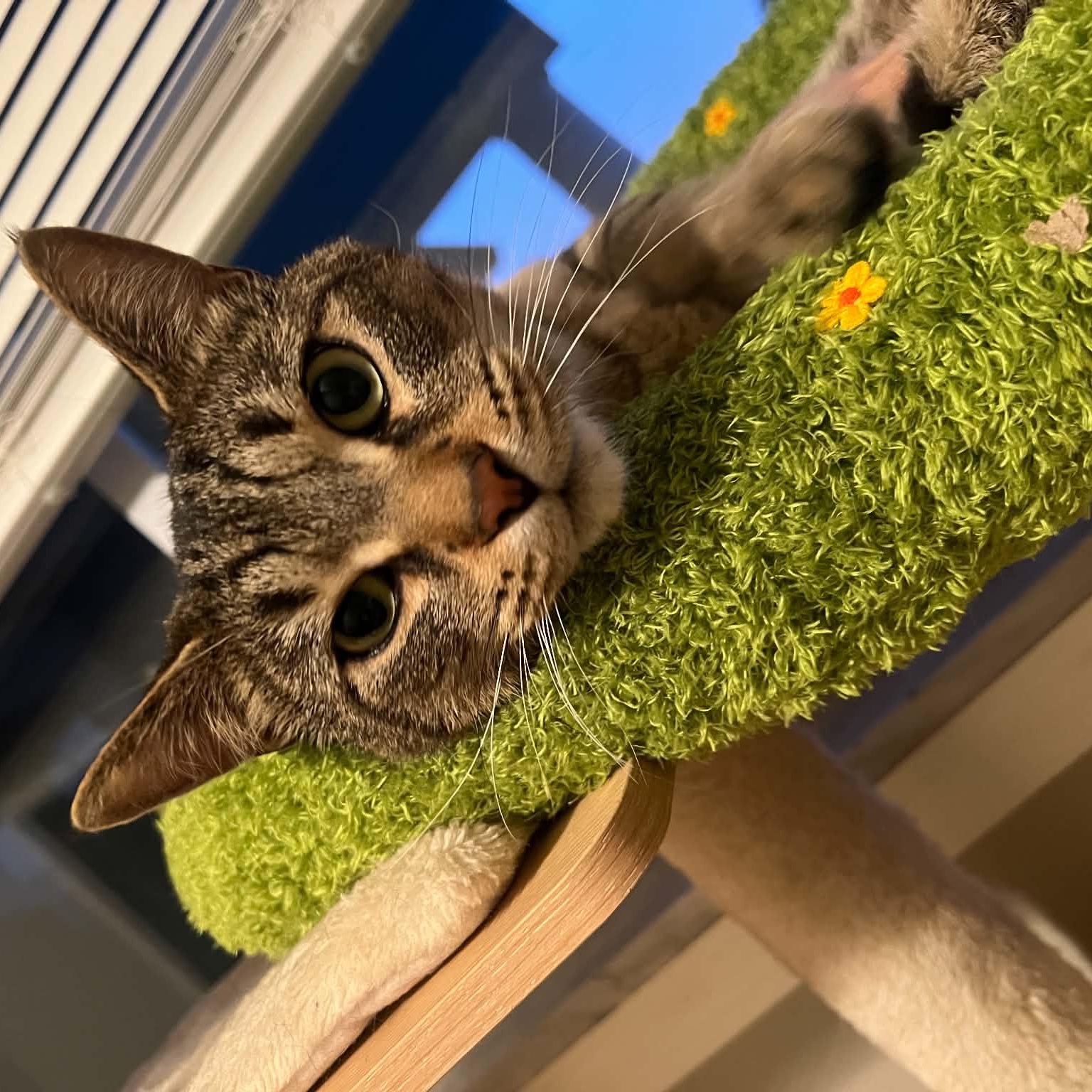 Enlarge Loki, a ADOPTABLE Domestic Short Hair in Royal Oak, MI image 3/5