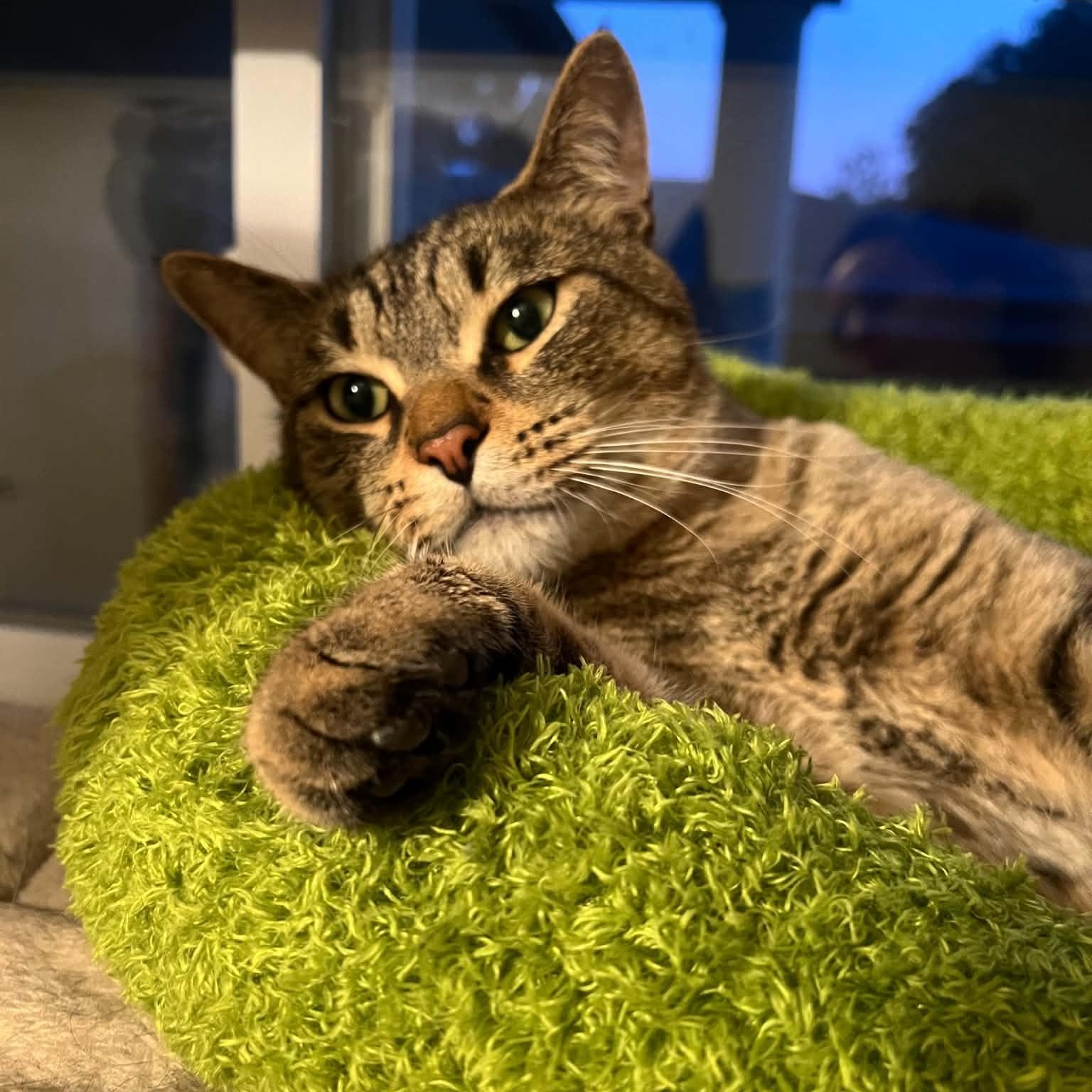 Loki, ADOPTABLE, Young Male Domestic Short Hair.