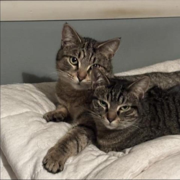 Enlarge Loki, a ADOPTABLE Domestic Short Hair in Royal Oak, MI image 5/5