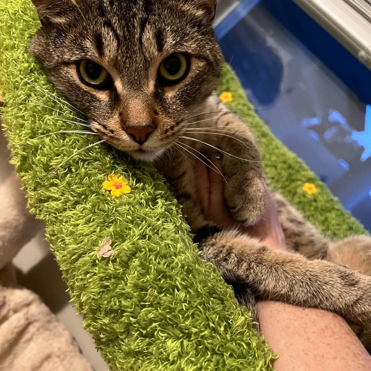 Enlarge Loki, a ADOPTABLE Domestic Short Hair in Royal Oak, MI image 4/5