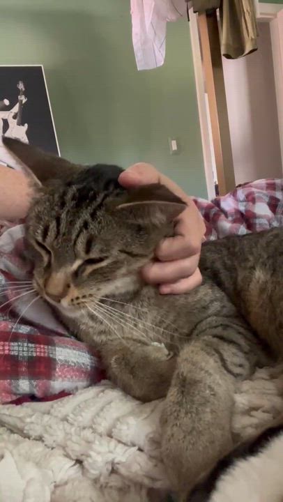 Enlarge Loki, a ADOPTABLE Domestic Short Hair in Royal Oak, MI video 2/5