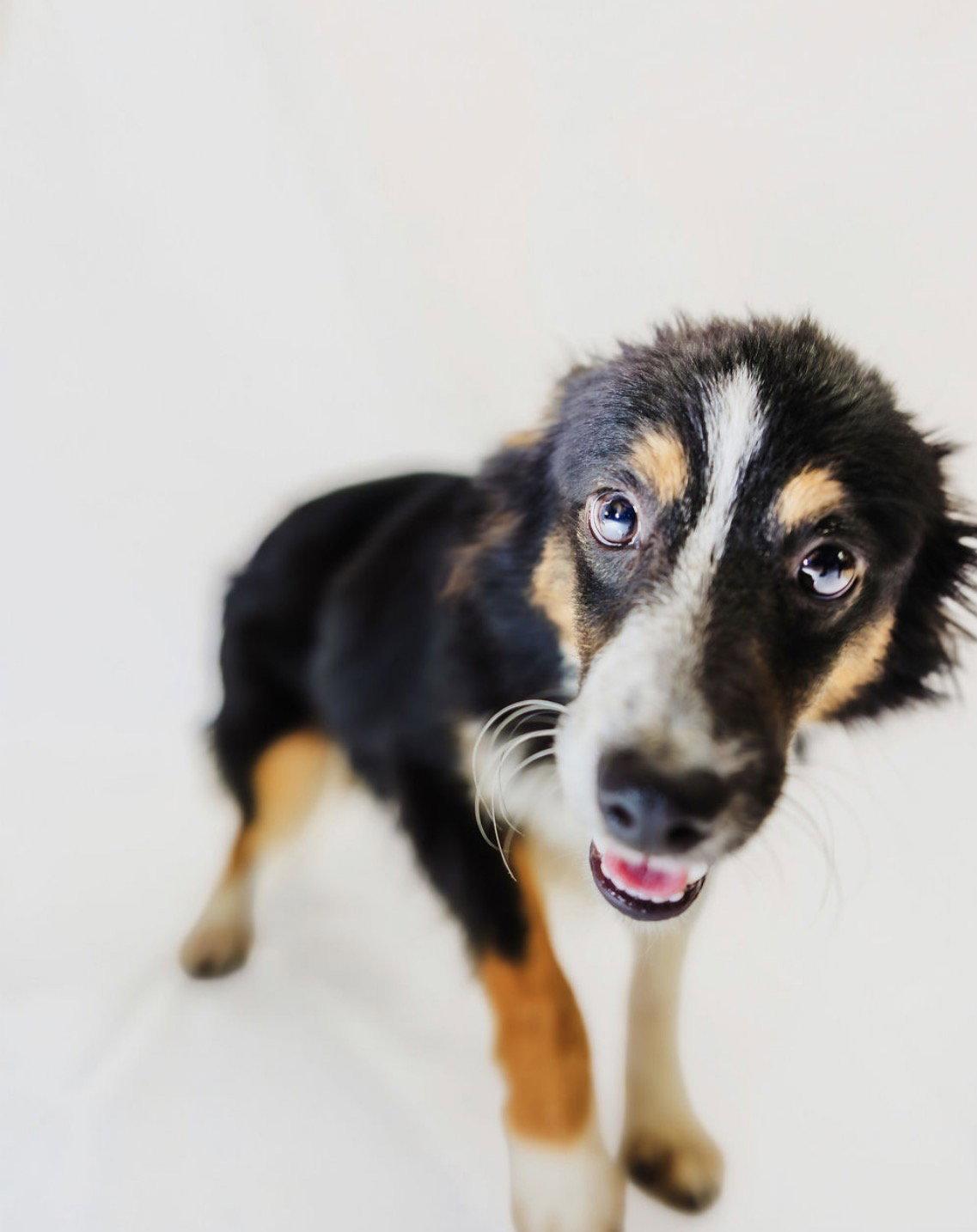 Gus, Adoptable, Puppy Male Australian Shepherd.