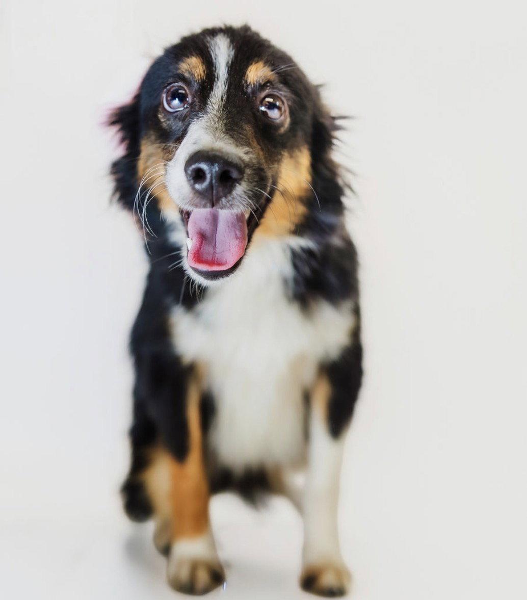 Enlarge Gus, a Adoptable Australian Shepherd in York, SC image 2/2