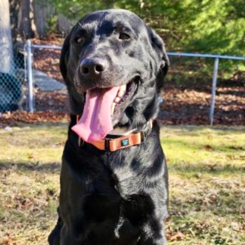 RIKARD RIDGE -Local, a Adoptable mixed breed in Warwick, RI image 2/6