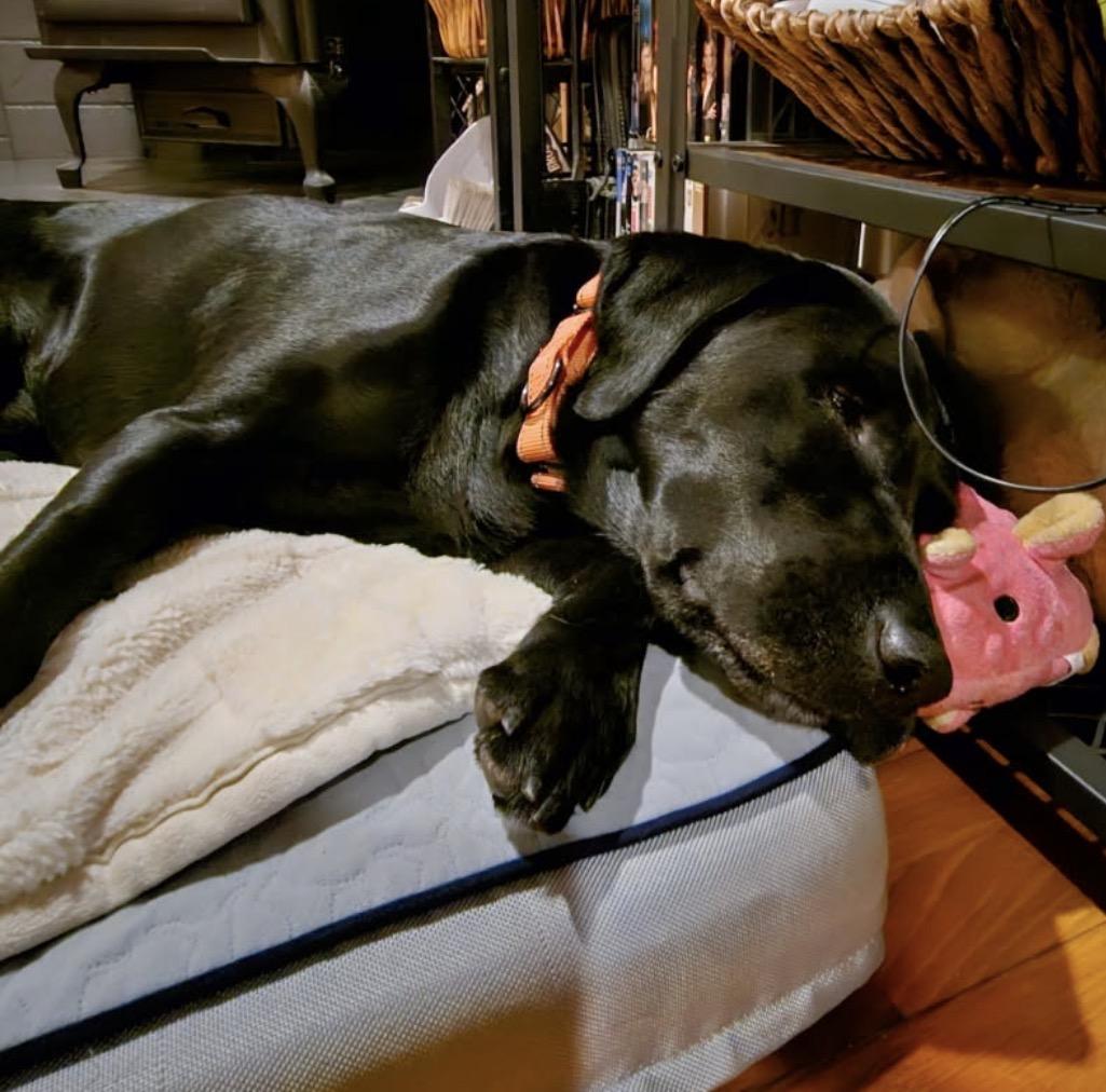 RIKARD RIDGE -Local, a Adoptable mixed breed in Warwick, RI image 6/6