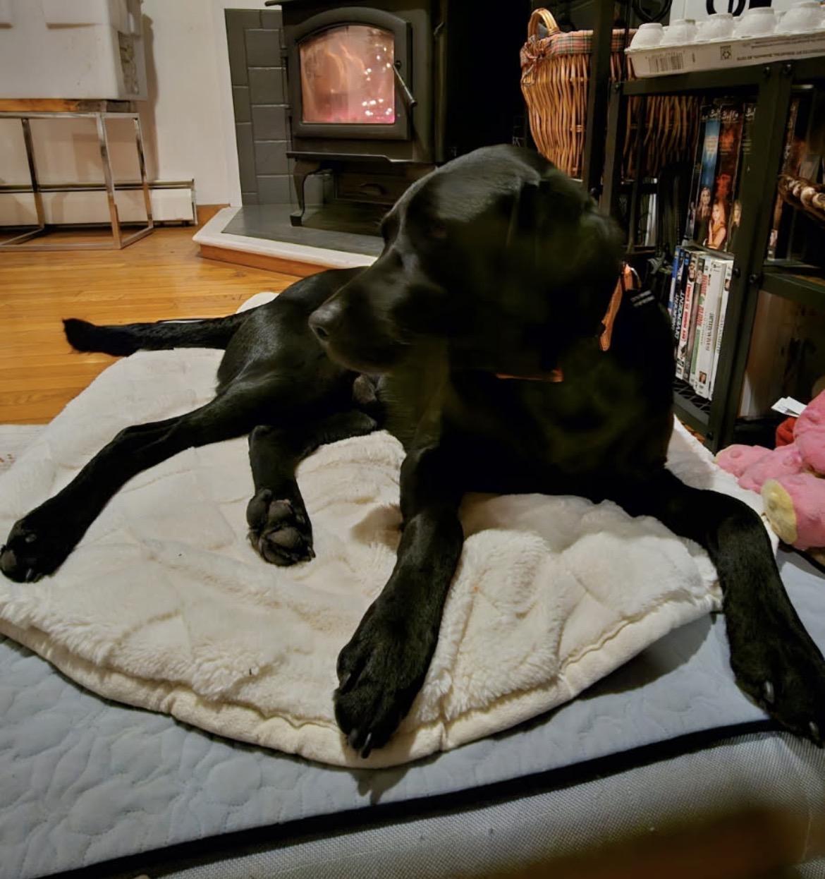 RIKARD RIDGE -Local, a Adoptable mixed breed in Warwick, RI image 3/6