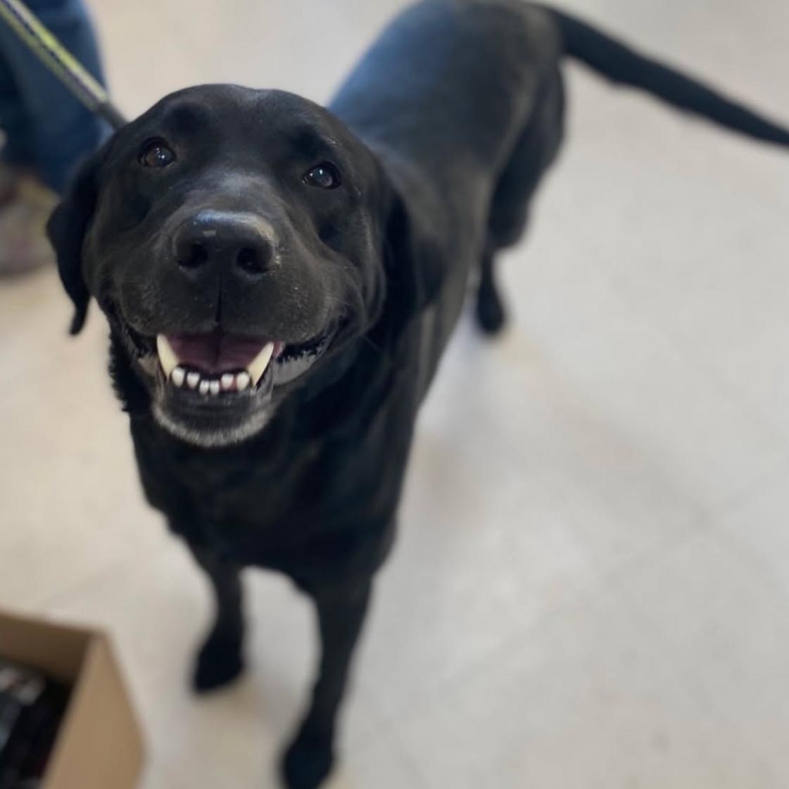 RIKARD RIDGE, Adoptable, Adult Male Black Labrador Retriever.