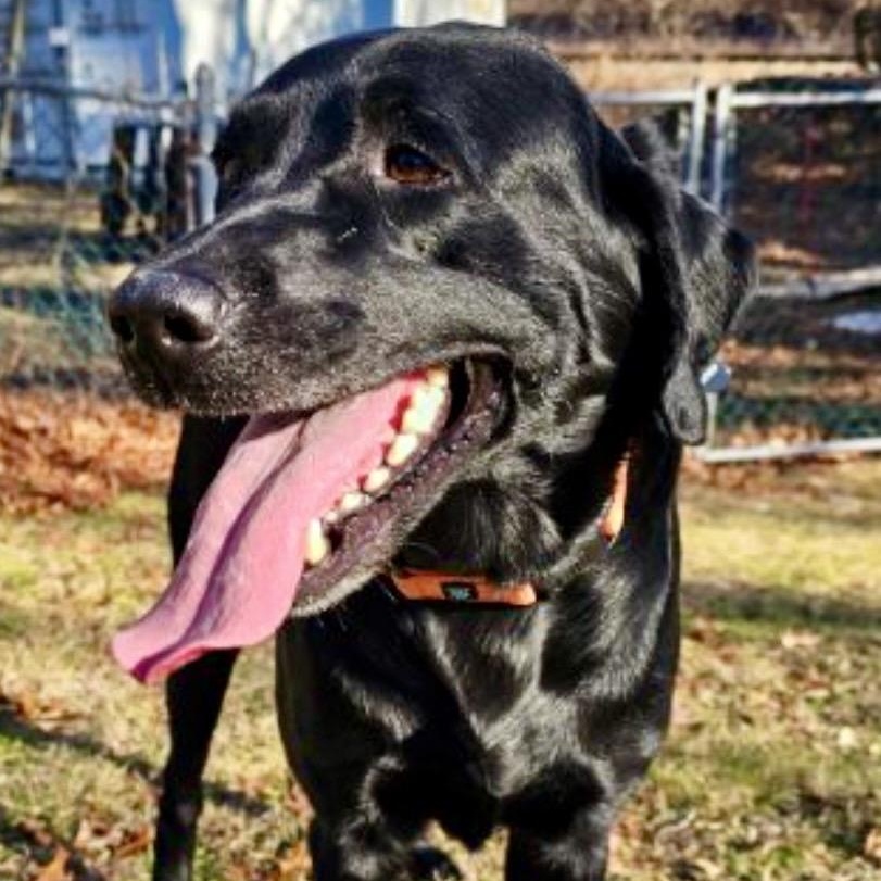 RIKARD RIDGE -Local, a Adoptable mixed breed in Warwick, RI image 1/6